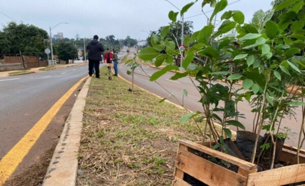 Arborización en inmediaciones del Palacio de Justicia de CDE