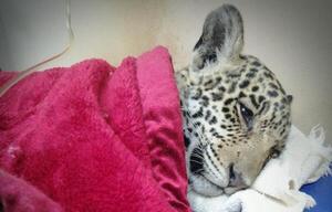 Cachorro de yaguareté arrollado sigue muy débil, reportan