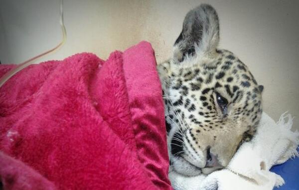 Cachorro de yaguareté arrollado sigue muy débil, reportan