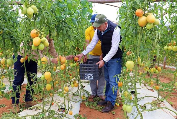Tomateros esperan excelente cosecha y mejores precios  - Nacionales - ABC Color