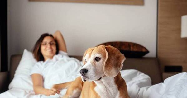 La Nación / Mascotas: Cómo lidiar con los pelos que dejan en camas y sillones