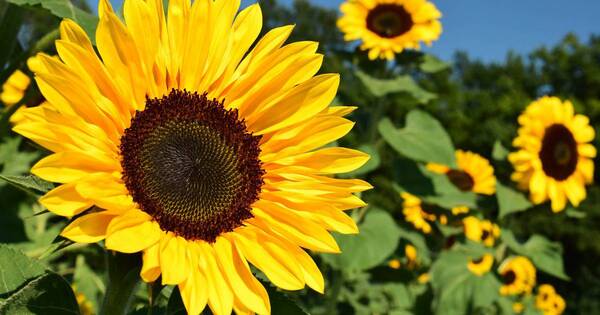 La Nación / Iluminá tu jardín con alegres girasoles