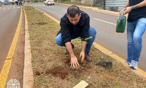 Plantan árboles en paseo central de la avenida Rafael Barret, en Ciudad Nueva – Diario TNPRESS