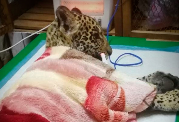 “No bajamos la cabeza”: Cachorro yaguareté presenta leve mejoría pero sigue delicado - Megacadena — Últimas Noticias de Paraguay