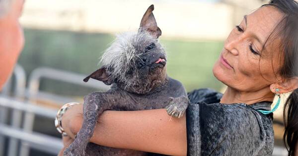 La Nación / Sr. Rostro Feliz, el perro más feo del mundo
