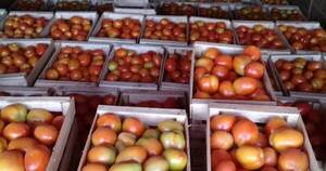 La Nación / Contrabando golpea precios de buena cosecha de tomate y locote en Caaguazú