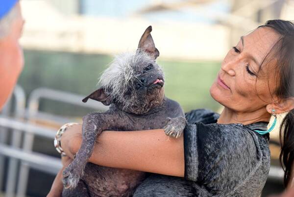 Diario HOY | "Sr. Rostro Feliz" es el nuevo perro más feo del mundo