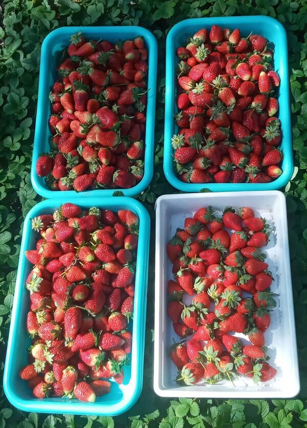 La cosecha de frutillas se destaca en la compañía Cabañas de Caacupé - Nacionales - ABC Color