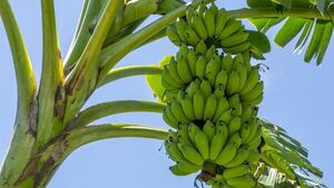 Paraguayos descubren hongos y bacterias que afectan plantaciones de banana