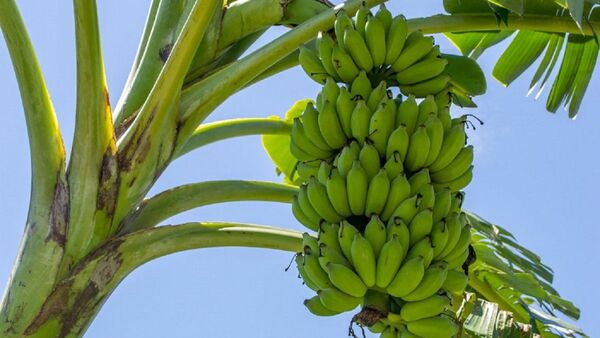 Paraguayos descubren hongos y bacterias que afectan plantaciones de banana