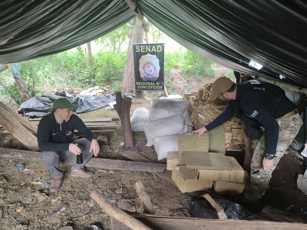 SENAD destruye más de 1.600 kg. de marihuana en Yby Ya’u