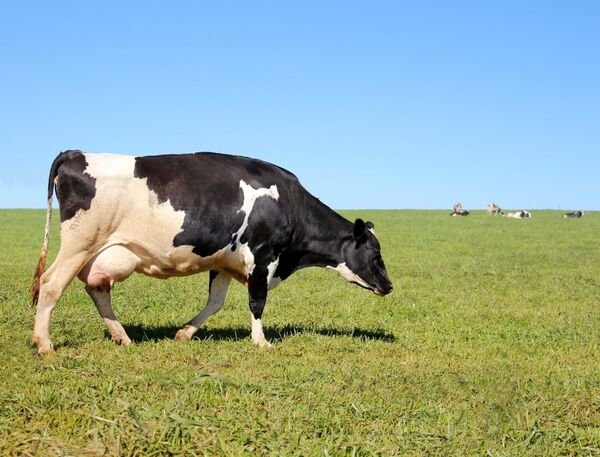 Cuidar el bienestar animal es vital para garantizar una buena calidad de la leche