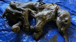 Descubrimiento excepcional de un bebé mamut lanudo momificado