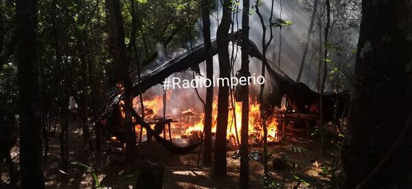Senad destruye varias parcelas de plantaciones de marihuana tipo creepy en una estancia - Radio Imperio