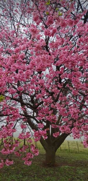 Cerezos ya están en todo su esplendor en La Paz - Nacionales - ABC Color