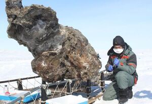 Descubrimiento de un bebé mamut lanudo momificado - Ciencia - ABC Color