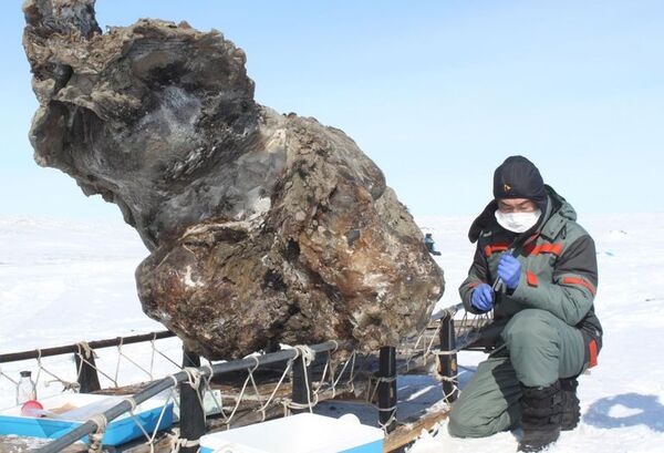 Descubrimiento de un bebé mamut lanudo momificado - Ciencia - ABC Color