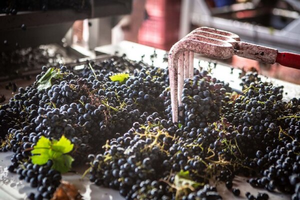 El vino uruguayo marca una fuerte presencia en Paraguay