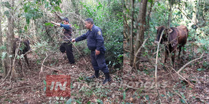 CUATREROS HURTARON UN TORO Y LUEGO LO ATARON EN UN MONTE