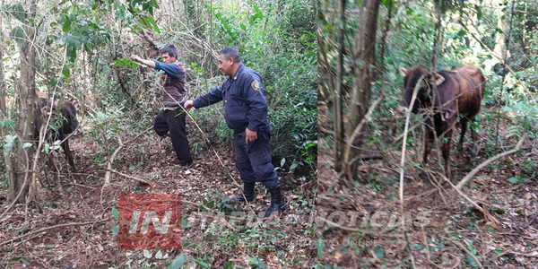 CUATREROS HURTARON UN TORO Y LUEGO LO ATARON EN UN MONTE