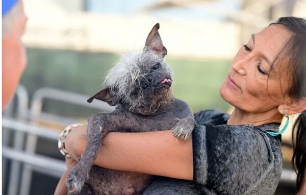 Firulais fue electo como el “perro más feo del mundo”