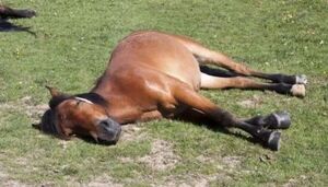 Caballo fue asesinado de un balazo