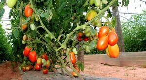 Hay buena producción de tomate y locote pero con precios bajos por el contrabando