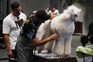 Un fox terrier se alza con el premio más importante entre los perros de raza - Mascotas - ABC Color