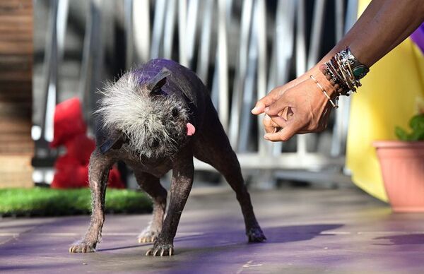 “Sr. Rostro Feliz” es el nuevo perro más feo del mundo - Mascotas - ABC Color