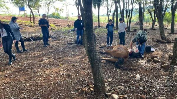 Desconocidos mataron a tiros a un caballo - Radio Imperio