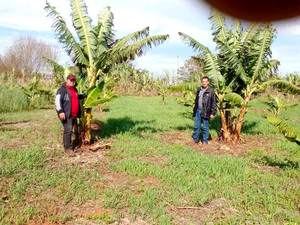 Visita técnica de la DEAG a bananeros de Itakyry - La Clave