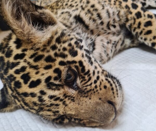 El yaguareté rescatado recibe su primera comida pero sigue delicado - Nacionales - ABC Color