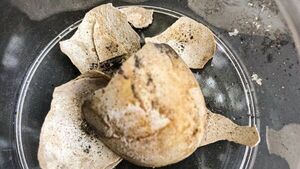 Nueva sorpresa en excavaciones de Pompeya: Una tortuga con su huevo