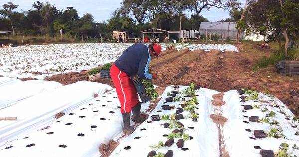 La Nación / Estiman una caída del 30% para la producción de frutilla por efecto climático