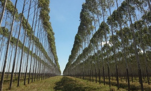 Paraguay tendrá una planta de celulosa de eucalipto de clase mundial - OviedoPress