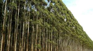 Planta de celulosa de eucalipto de clase mundial, operará en Paraguay muy pronto – Prensa 5