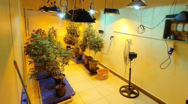Diario HOY | Fijan audiencia preliminar para los acusados por el caso marihuana VIP