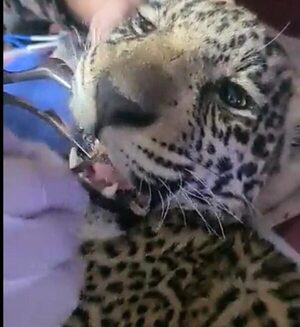 ¡Yaguareté atropellado está mejorando!