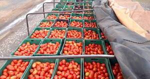 Productores de tomates amenazan con salir a las rutas ante avance del contrabando