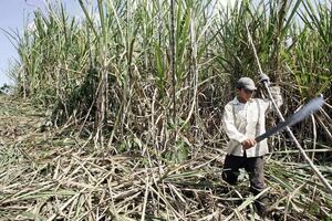 Ecuador sube el precio referencial de la caña de azúcar por primera vez en siete años - MarketData