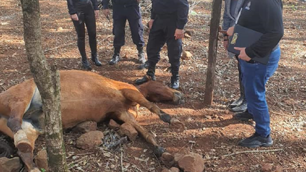 Disparan y matan a un caballo en un patio baldío