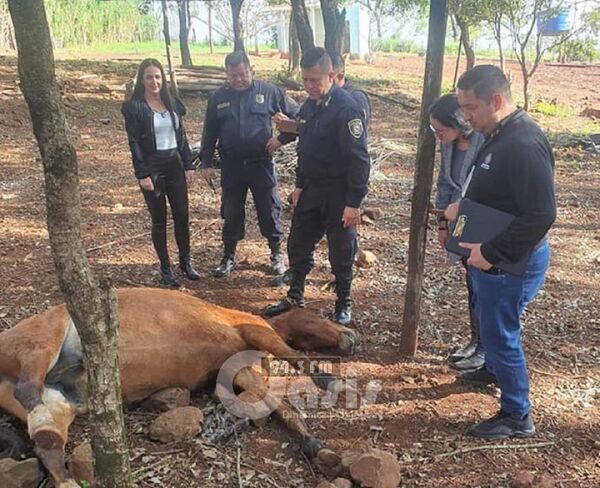 Disparan y matan a un caballo en un patio baldío en Pedro Juan