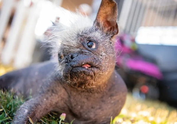 Con 17 años, “Sr. Rostro Feliz” es el perro más feo del mundo