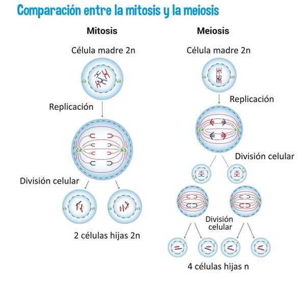Recapitulación de la meiosis y mitosis - Escolar - ABC Color