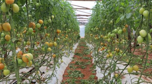 Tomates de excelente calidad listos para abastecer la demanda local