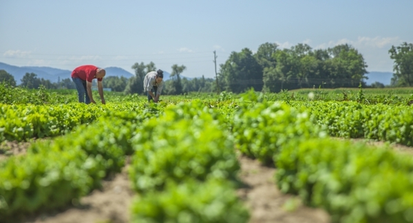 Investigadores analizan impacto de la migración de jóvenes rurales