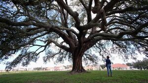 Sin los árboles "el cielo caerá sobre nosotros"