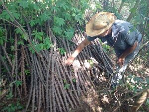 Preparan semillas para siembra de mandioca en Santaní - Nacionales - ABC Color