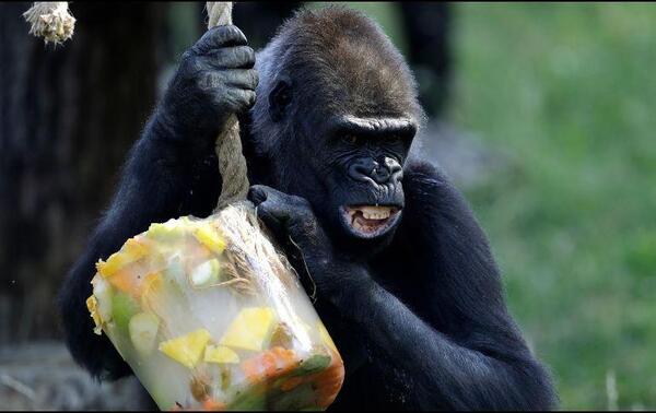 Diario HOY | El zoo de Roma da helados a los animales para soportar la ola de calor