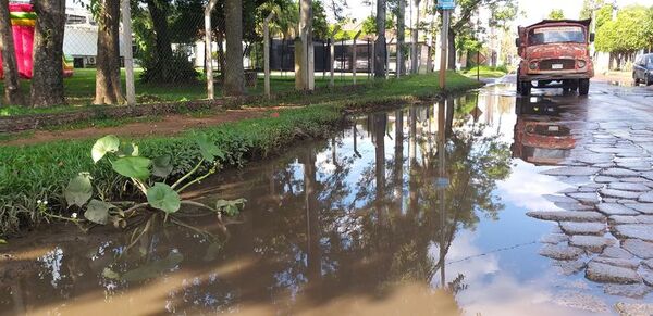 Florecen camalotes “urbanos” en bache luqueño - Nacionales - ABC Color